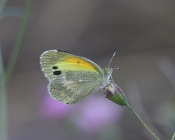 Dainty Sulphur
Winter form